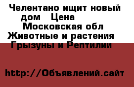 Челентано ищит новый дом › Цена ­ 1 000 - Московская обл. Животные и растения » Грызуны и Рептилии   